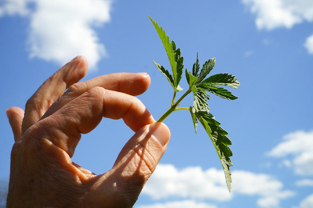 Cannabis Vorblüte: So erkennst du die Phasen