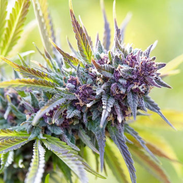CBD Blüten