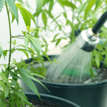 Dünger für Cannabispflanzen