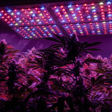 Growbox Komplettset