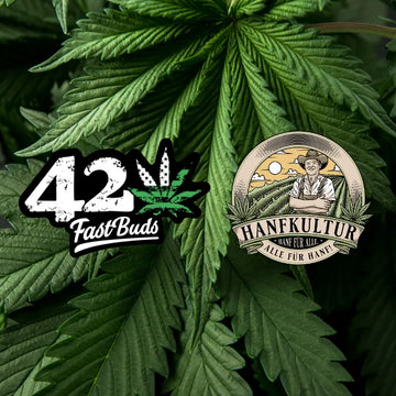 Autoflowering Samen