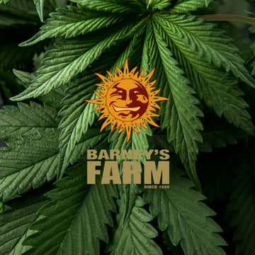 Feminisierte Cannabissamen