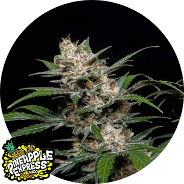 Pineapple Express Auto