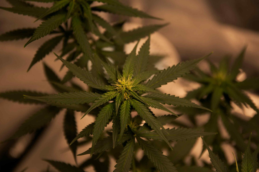 Autoflowering Anbau Indoor Anleitung – Schritt für Schritt