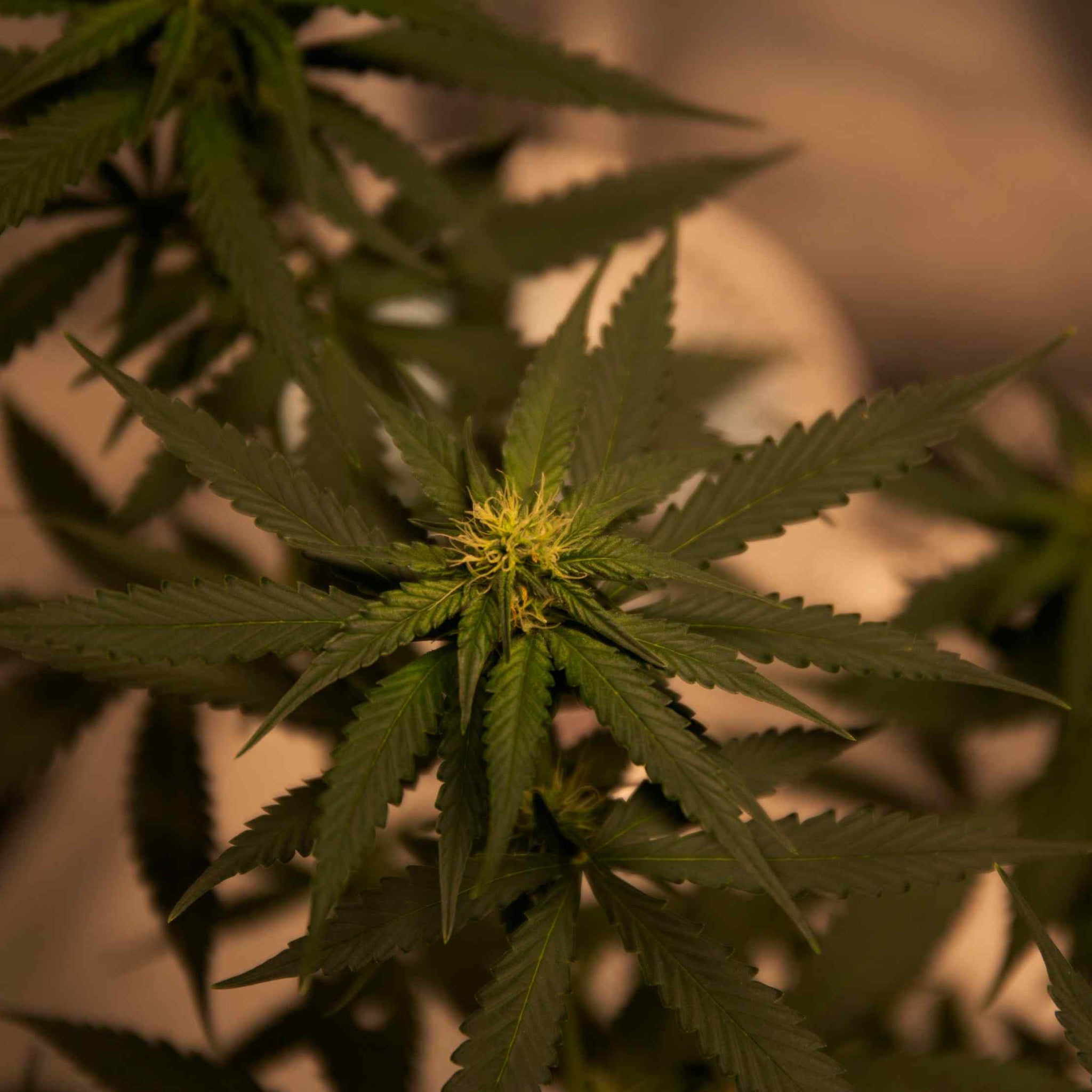 Autoflowering Anbau Indoor Anleitung – Schritt für Schritt