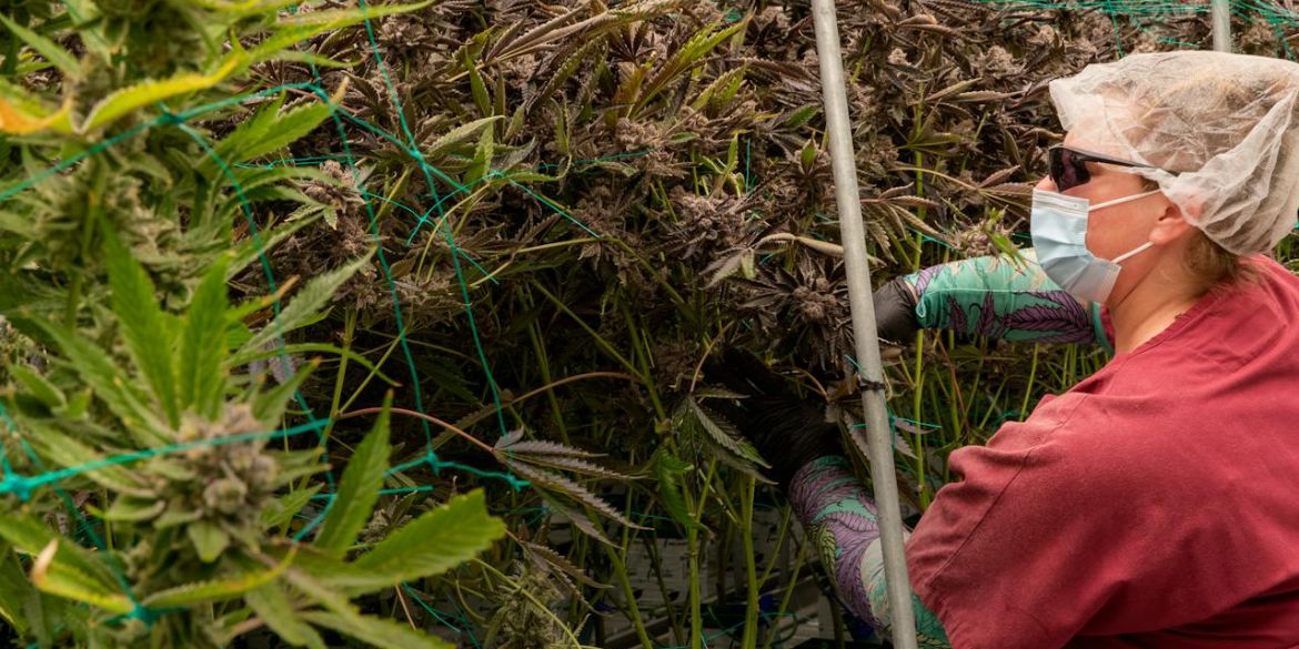 Autoflower ernten: Die Reifezeichen richtig deuten