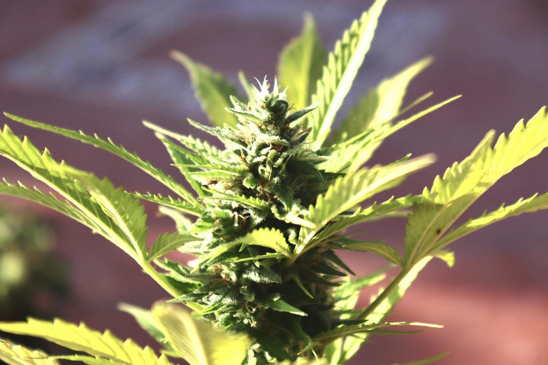 Autoflower Lichtzyklus – Der optimale Rhythmus für dein Grow