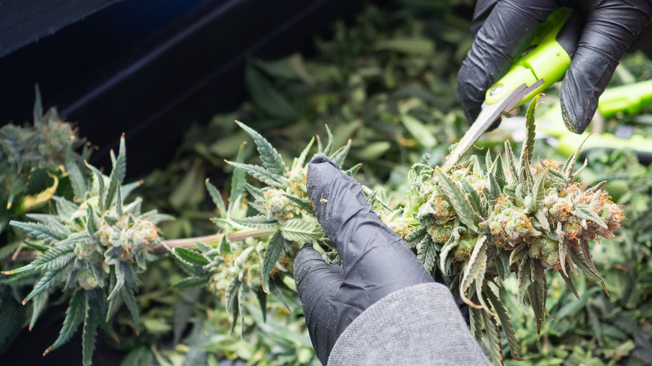 Autoflower beschneiden – Tipps und Techniken für gesunde Pflanzen