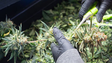 Autoflower beschneiden – Tipps und Techniken für gesunde Pflanzen