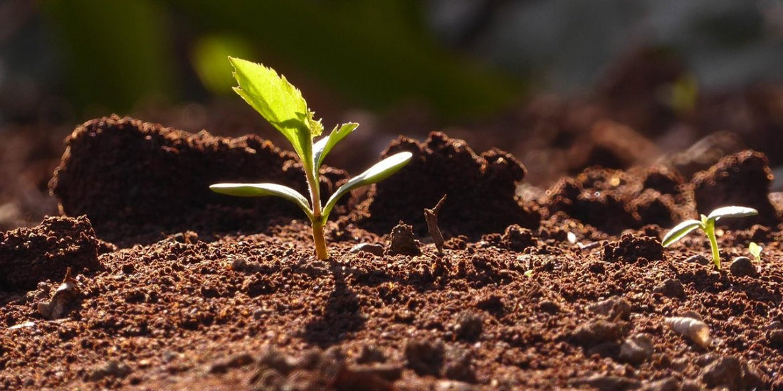 Das Fundament deiner Ernte-Träume: So wählst du die beste Erde für Autoflower