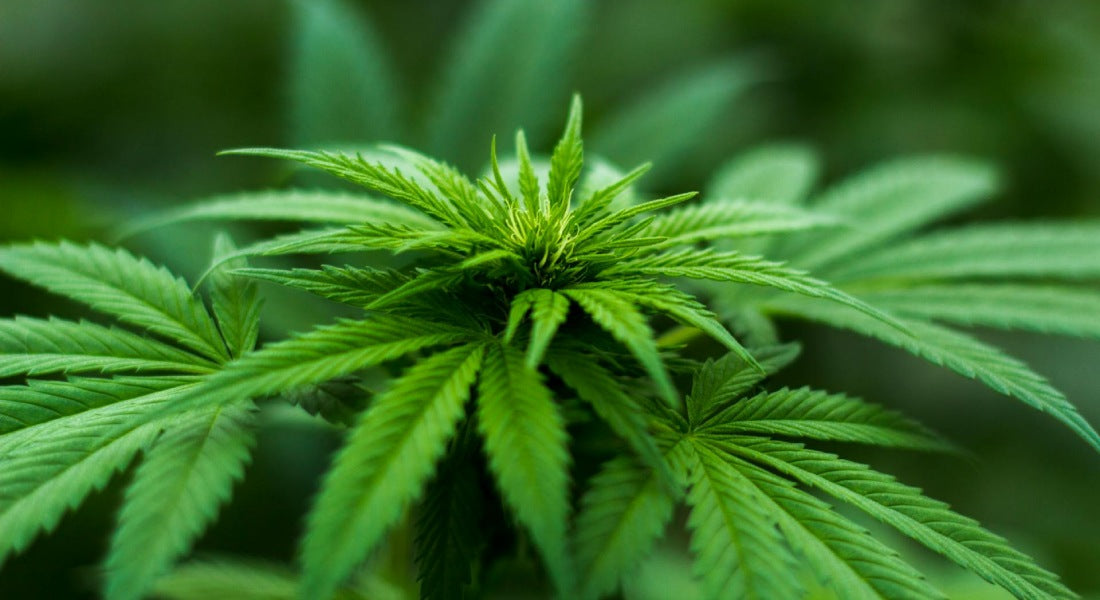 Blütephase Autoflower: Ein detaillierter Guide für eine fette Ernte
