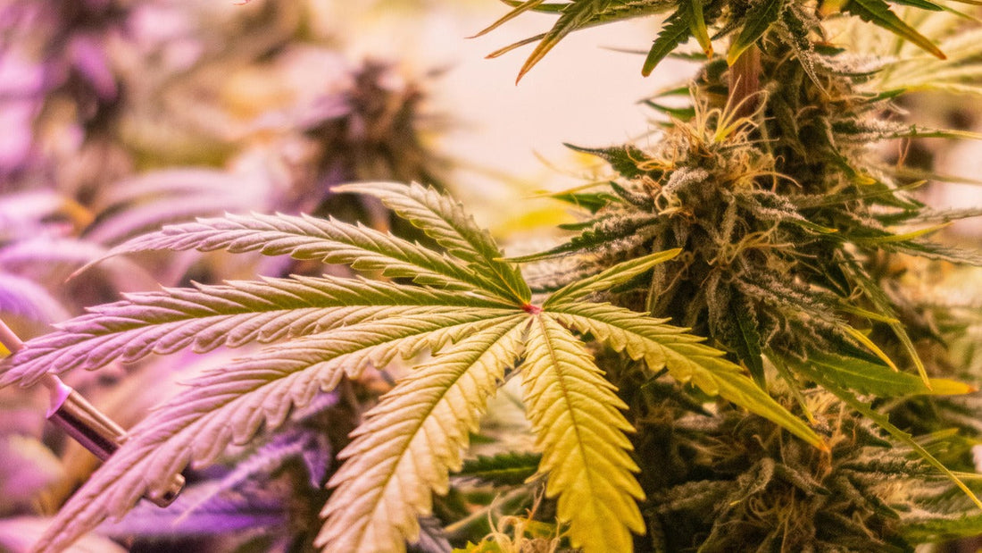 Budrot erkennen: Cannabis Blütenfäule vermeiden