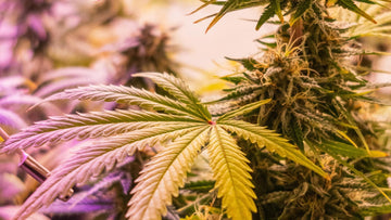Budrot erkennen: Cannabis Blütenfäule vermeiden