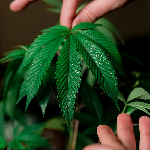 cannabis-ernten-blog