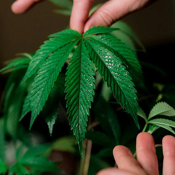 cannabis-ernten-blog