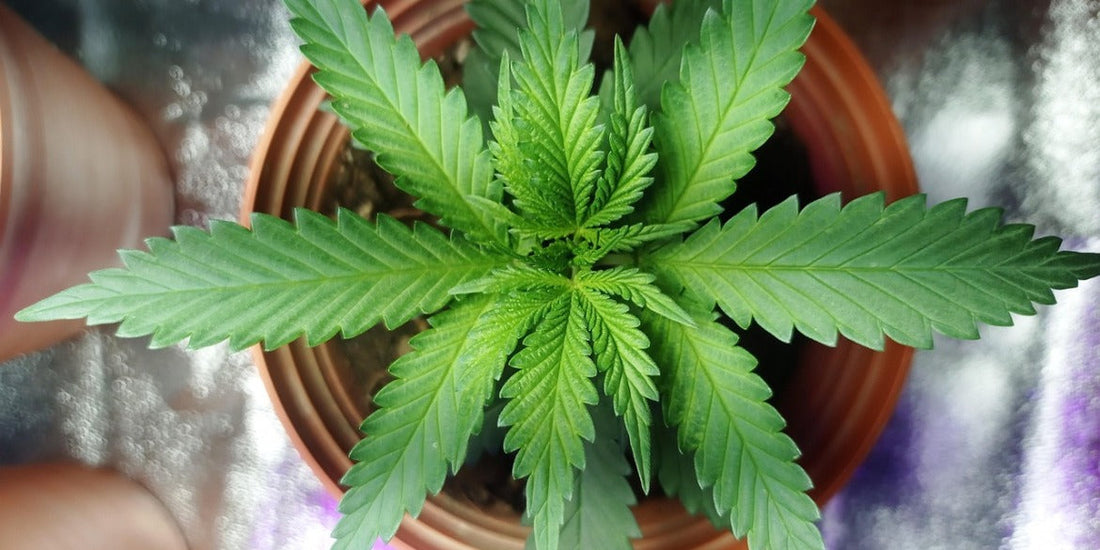 Cannabis gießen: So versorgst du deine Pflanzen optimal