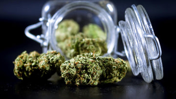 Cannabis vakuumieren: Weed richtig lagern