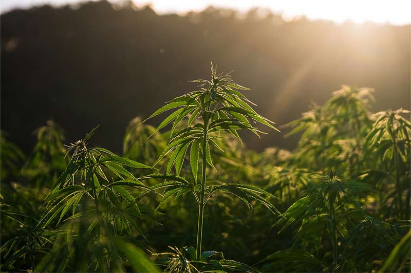 Anbau von Cannabis: Wachstumsphase, Anbau und mehr