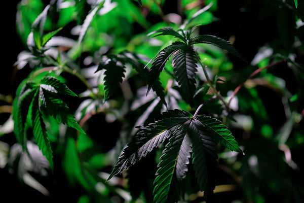 ScrOG: So funktioniert die Screen-of-Green Methode wirklich