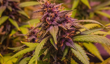 Lemon Cherry Gelato Wirkung: Aroma, THC und Effekt