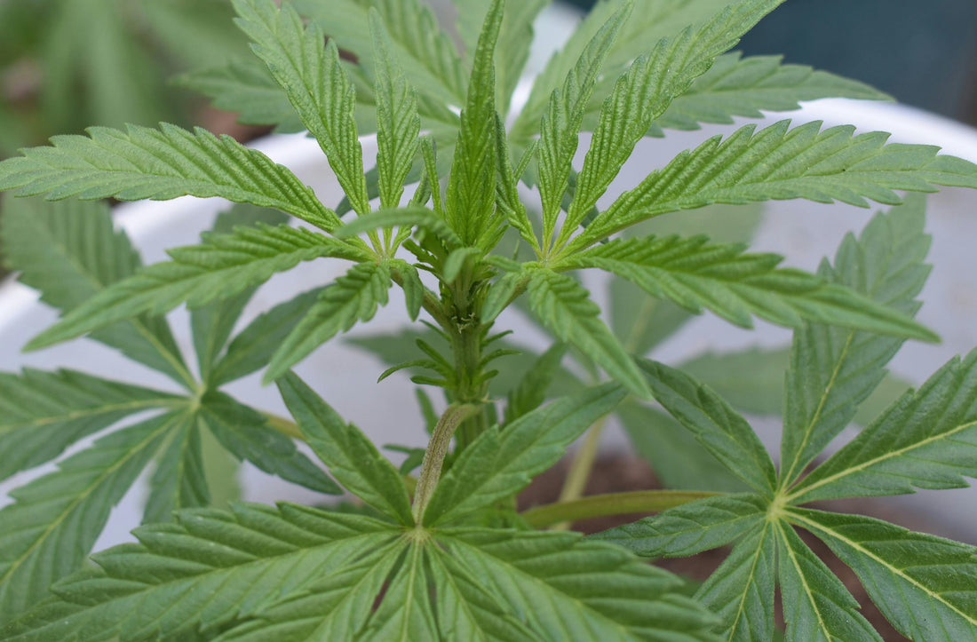 Cannabis umtopfen: So findest du den richtigen Zeitpunk