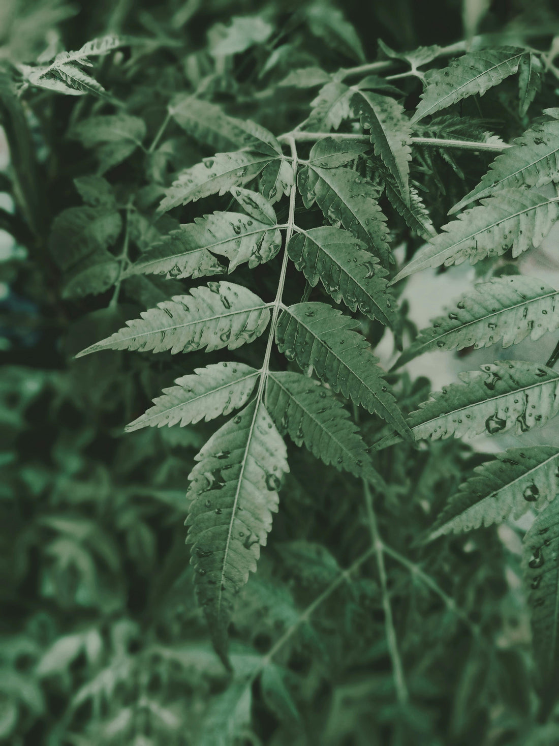 Cannabis Luftfeuchtigkeit richtig einstellen