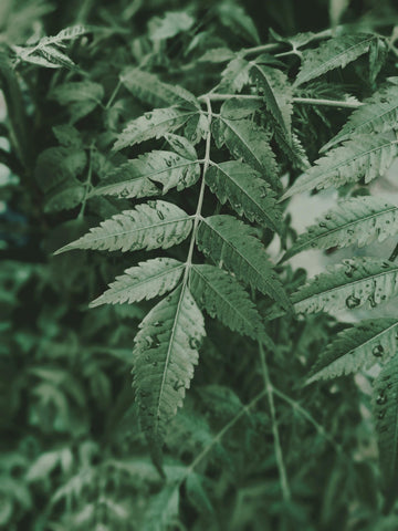Cannabis Luftfeuchtigkeit richtig einstellen