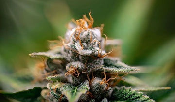 Sour Diesel Wirkung: Effekt, Aroma und Tipps