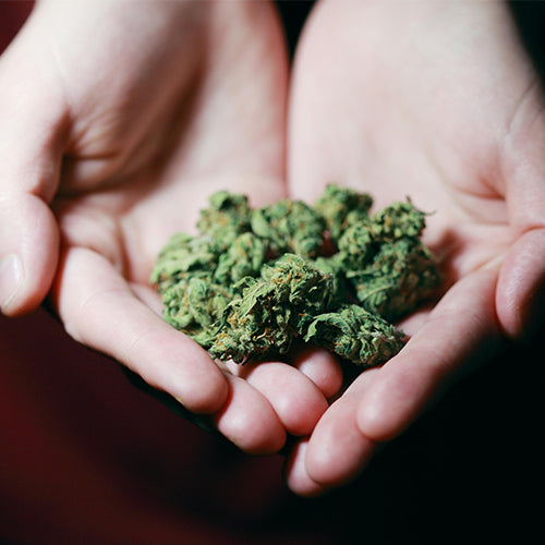 THC und CBD: Das sind die Unterschiede