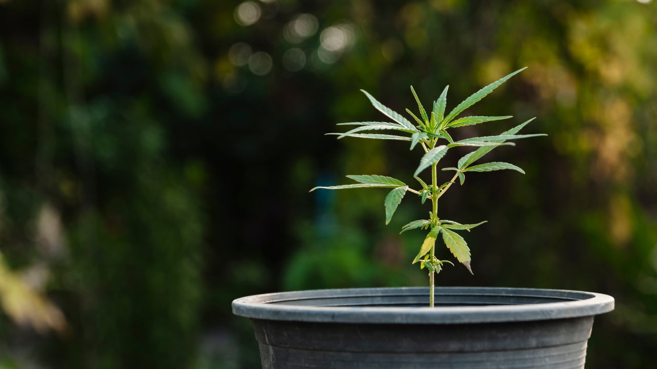 Topfgröße Autoflower – Die beste Wahl für deinen Grow