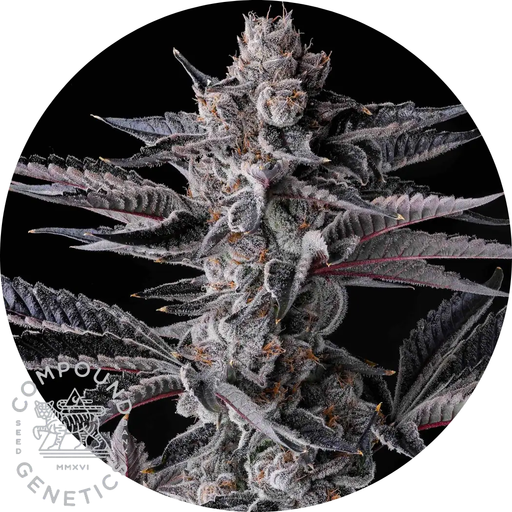 Comound Genetics Potente und hochwertige Compound Genetics Seeds I Hanfkultur