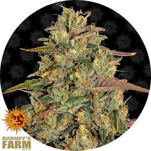 Amnesia Lemon Cannabis-Blüte mit dichten Harztrichomen, orangefarbenen Fäden und gezackten grün-violetten Blättern