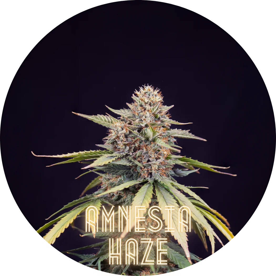 Hanfkultur Amnesia Haze Auto F1