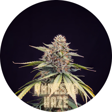 Hanfkultur Amnesia Haze Auto F1