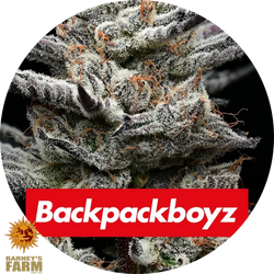 Dichte Black-Cherry-Gushers-Blüte mit violetten Spitzen, orangefarbenen Fäden und starkem Harzbelag, Backpackboyz-Branding sichtbar