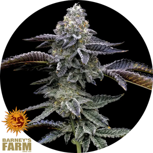 Blue Dream Cannabispflanze mit dichten, frostigen Blüten und dunklen gezackten Blättern auf schwarzem Hintergrund