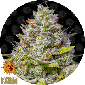 Blue Gelato 41 Blüte mit dichten Trichomen, grünen Zuckerblättern und orangefarbenen Härchen auf schwarzem Hintergrund