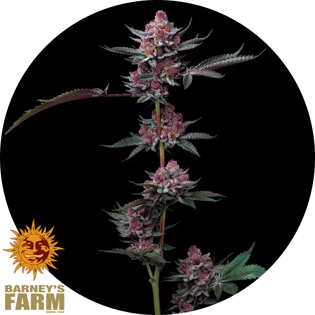 Barney's Farm Cherry Poppers Samen bestellen I Hanfkultur
