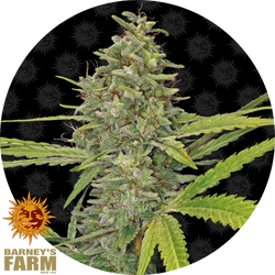 G13 Haze Cannabisblüte mit harzigen Buds und langen Blättern von Barney's Farm, detailreich auf schwarzem Hintergrund