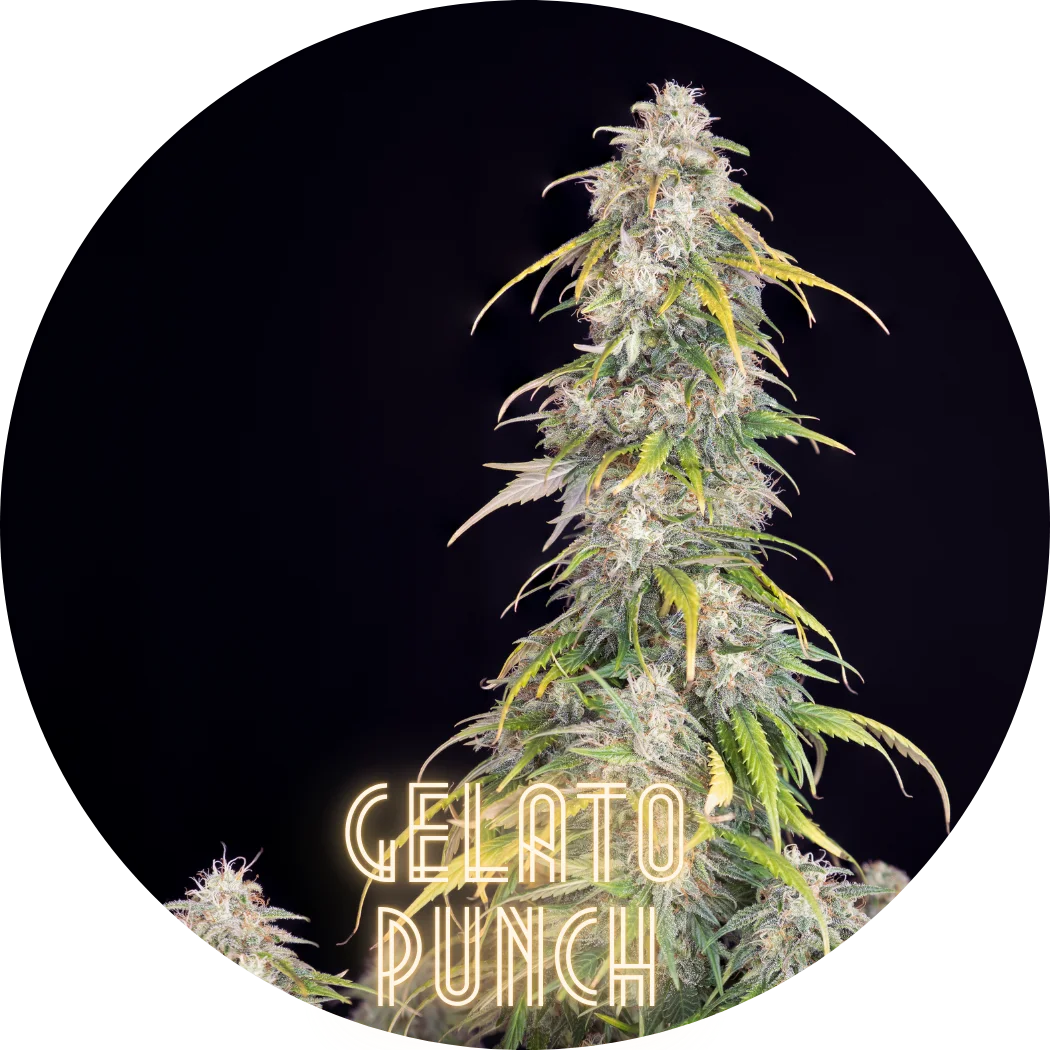 Hanfkultur Gelato Punch Auto F1