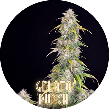 Hanfkultur Gelato Punch Auto F1