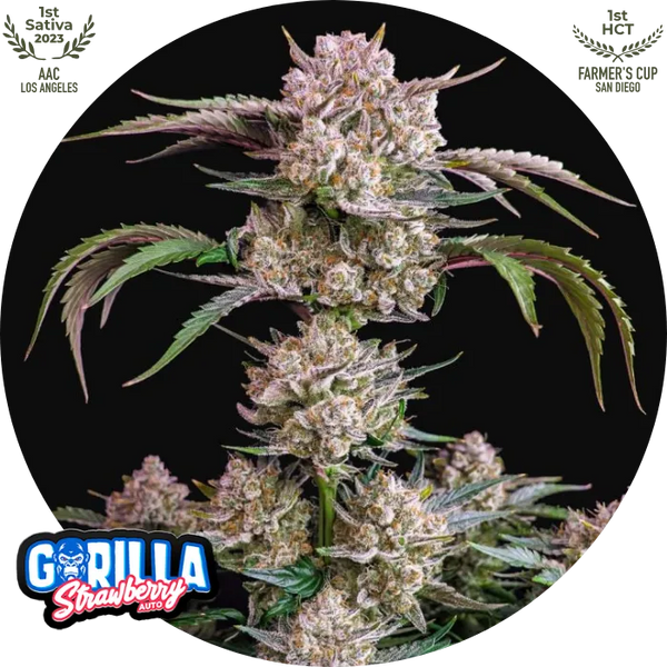 gorilla strawberry seeds Preisgekrönte Strawberry Gorilla Auto sichern