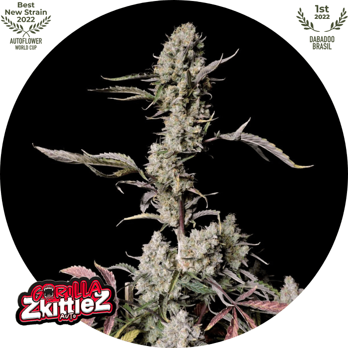 Gorilla Zkittlez Auto