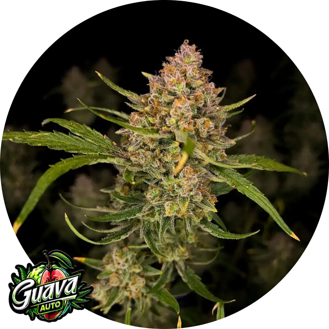 Guava Auto