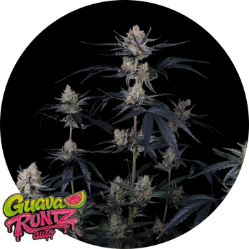 Guava Runtz Auto™