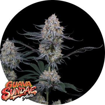 Guava Sundae Auto™