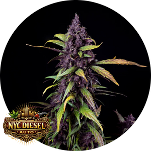 NYC Diesel Auto Hanfblüte mit dunkellila Buds und grünen Blättern vor schwarzem Hintergrund, detailreich und kompakt