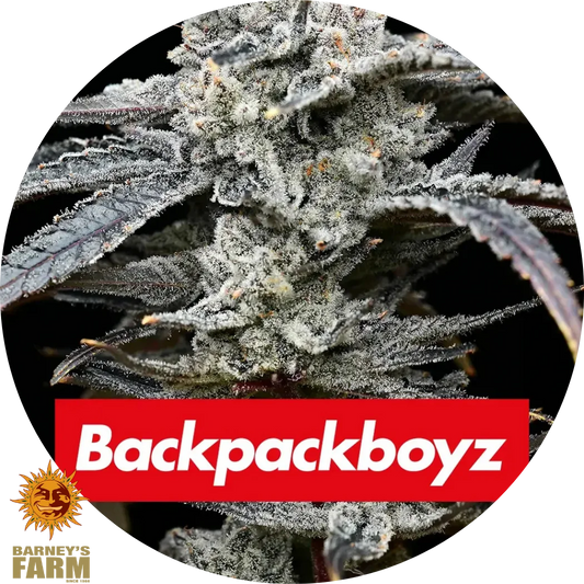 Dicht besetzte Lemon Cherry Gelato Blüte mit frostigen Trichomen und dunklen Sugar Leaves, Backpackboyz-Logo unten sichtbar