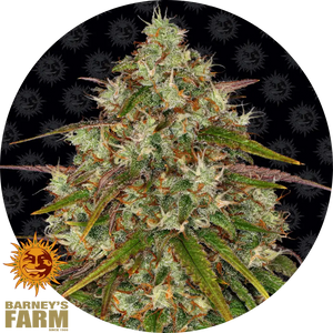 Liberty Haze Blüte mit dichten Harztrichomen, orangefarbenen Stempeln und grünen Zuckerblättern auf schwarzem Hintergrund