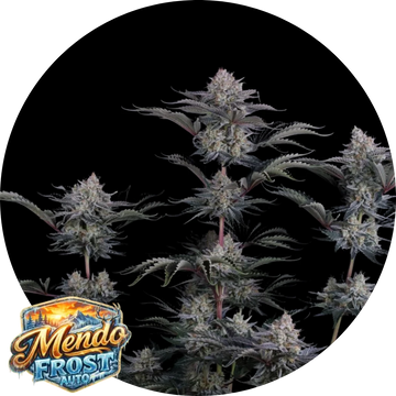 Mendo Frost Auto™
